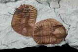 Ordovician Ampyxina Trilobite Mortality Plate - Missouri #135528-2